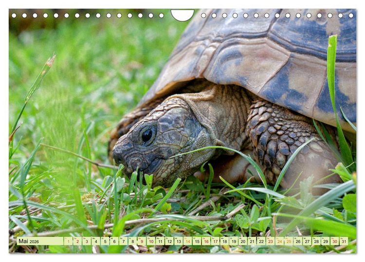 Produktbild: Herkules and Friends (Wandkalender 2026 DIN A4 quer), CALVENDO Monatskalender