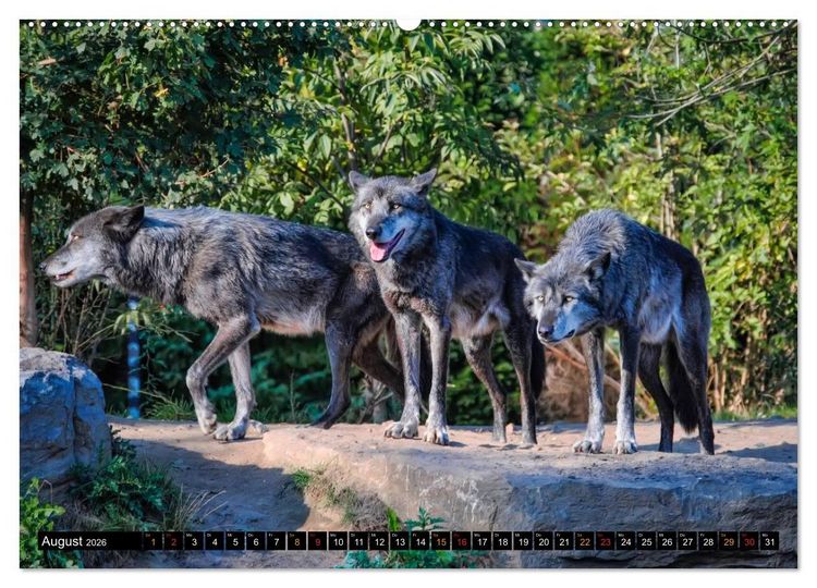 Produktbild: W&ouml;lfe - sie sind wieder da (hochwertiger Premium Wandkalender 2026 DIN A2 quer), Kunstdruck in Hochglanz