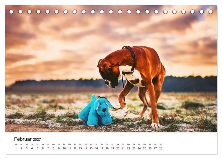 Produktbild: Deutscher Boxer (Tischkalender 2027 DIN A5 quer), CALVENDO Monatskalender