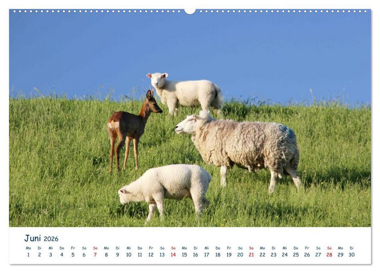Produktbild: Butjadingen. Impressionen zwischen Jade und Nordsee (Wandkalender 2026 DIN A2 quer), CALVENDO Monatskalender