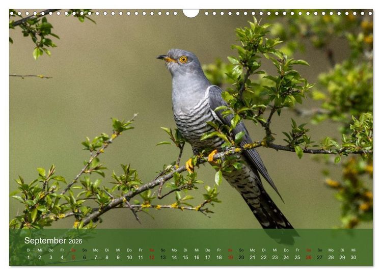 Produktbild: Kuckuck,Kuckuck,rufts aus dem Wald (Wandkalender 2026 DIN A3 quer), CALVENDO Monatskalender