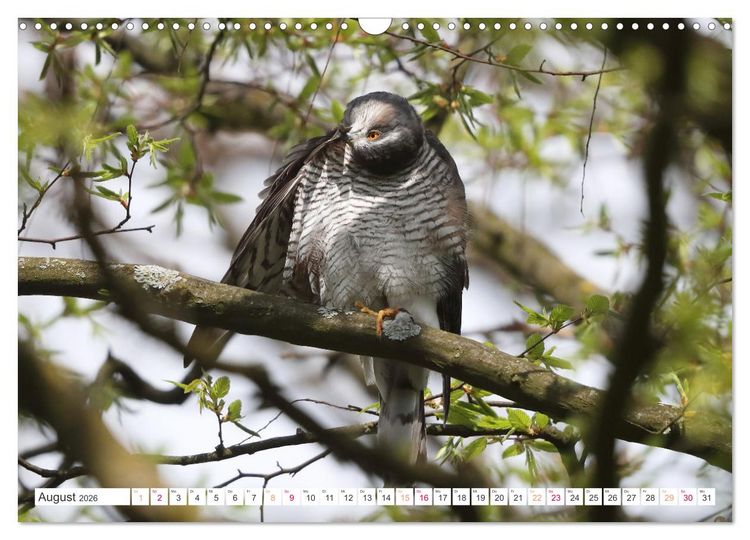 Produktbild: Sperber - Kleiner Vogel Greif (Wandkalender 2026 DIN A3 quer), CALVENDO Monatskalender