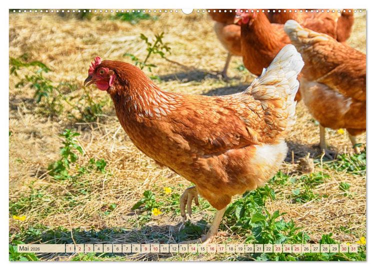 Produktbild: Charmante H&uuml;hner (Wandkalender 2026 DIN A2 quer), CALVENDO Monatskalender