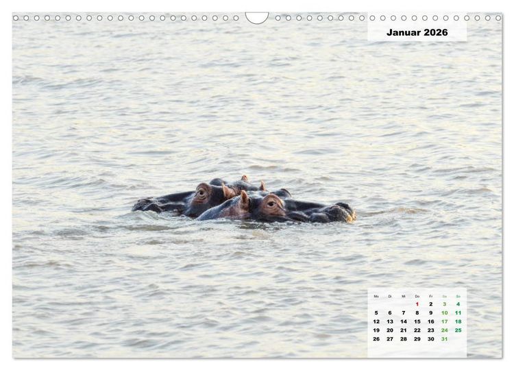 Produktbild: Nilpferde, Kolosse im Wasser (Wandkalender 2026 DIN A3 quer), CALVENDO Monatskalender