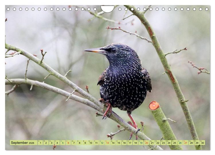 Produktbild: Gefiederte Gesellen - V&ouml;gel aus Wald und Garten (Wandkalender 2026 DIN A4 quer), CALVENDO Monatskalender