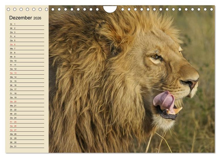 Produktbild: L&ouml;wen in freier Wildbahn (Wandkalender 2026 DIN A4 quer), CALVENDO Monatskalender