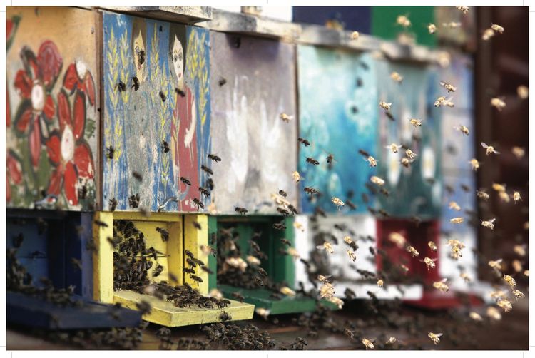 Produktbild: Bees