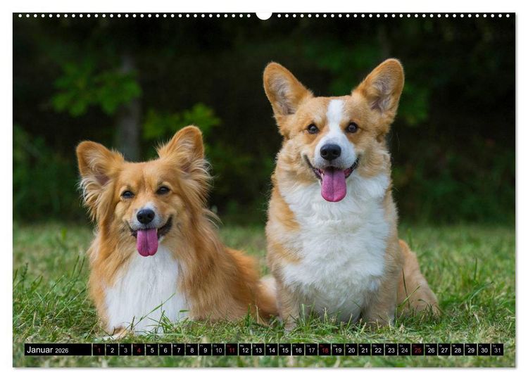 Produktbild: Welsh Corgi - Kobold auf 4 Pfoten (hochwertiger Premium Wandkalender 2026 DIN A2 quer), Kunstdruck in Hochglanz