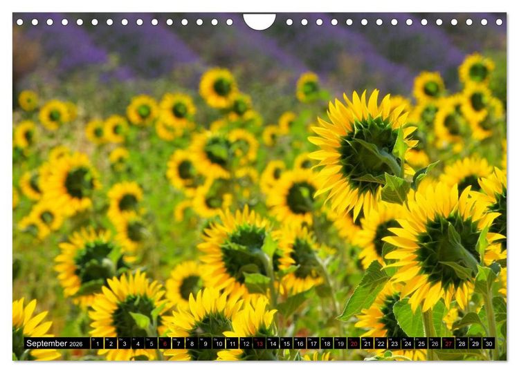 Produktbild: Provence (Wandkalender 2026 DIN A4 quer), CALVENDO Monatskalender