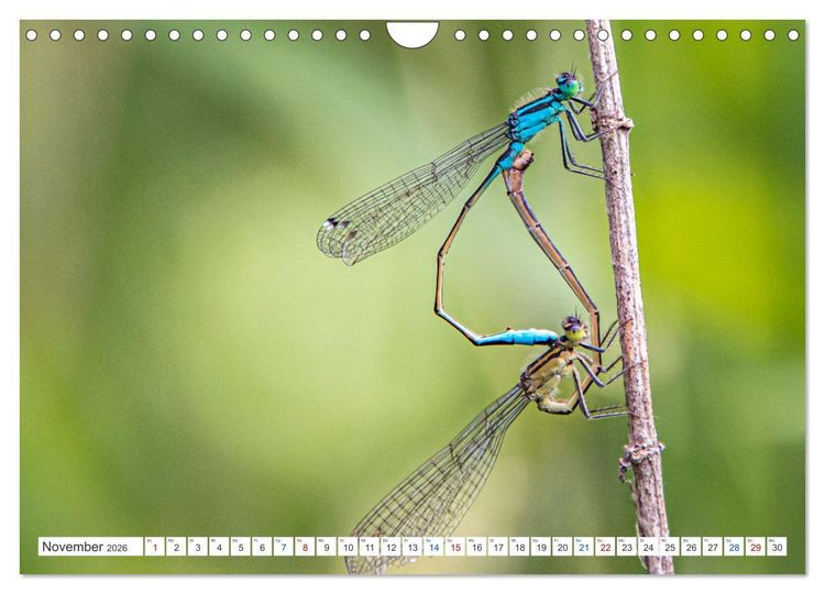 Produktbild: Kleines ganz gro&szlig; - Makrofotografie (Wandkalender 2026 DIN A4 quer), CALVENDO Monatskalender