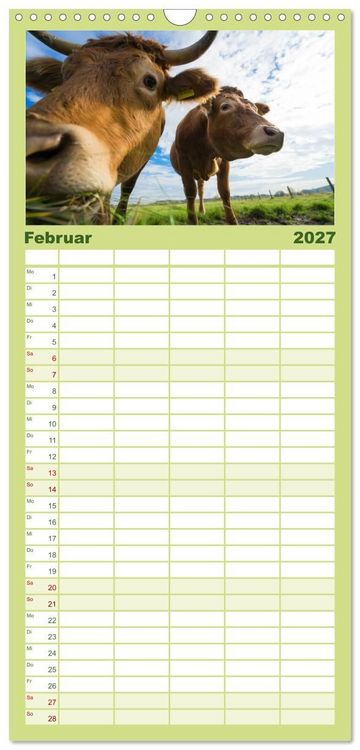 Produktbild: Familienplaner 2027 - Kuhckst du? mit 5 Spalten (Wandkalender, 21 x 45 cm) CALVENDO
