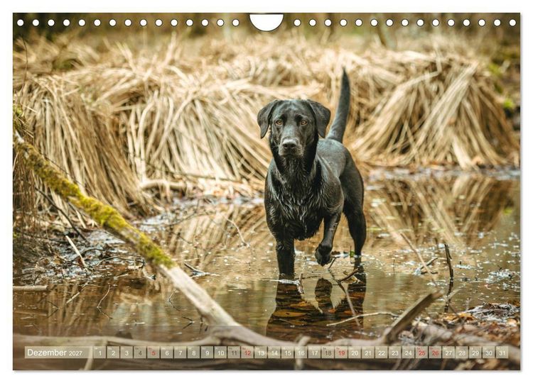 Produktbild: Labradore im Wasser (Wandkalender 2027 DIN A4 quer), CALVENDO Monatskalender