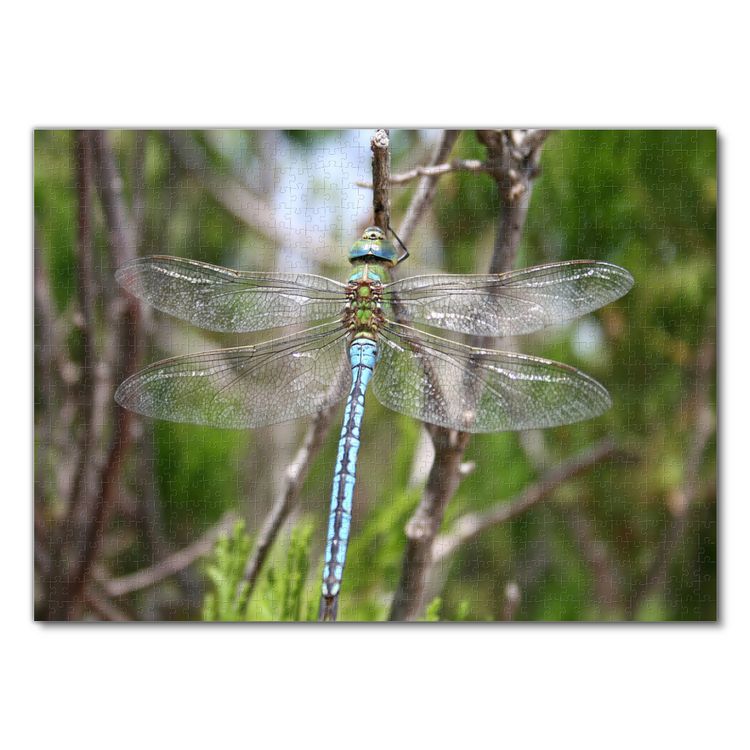 Produktbild: Lais Puzzle Libelle 1000 Teile