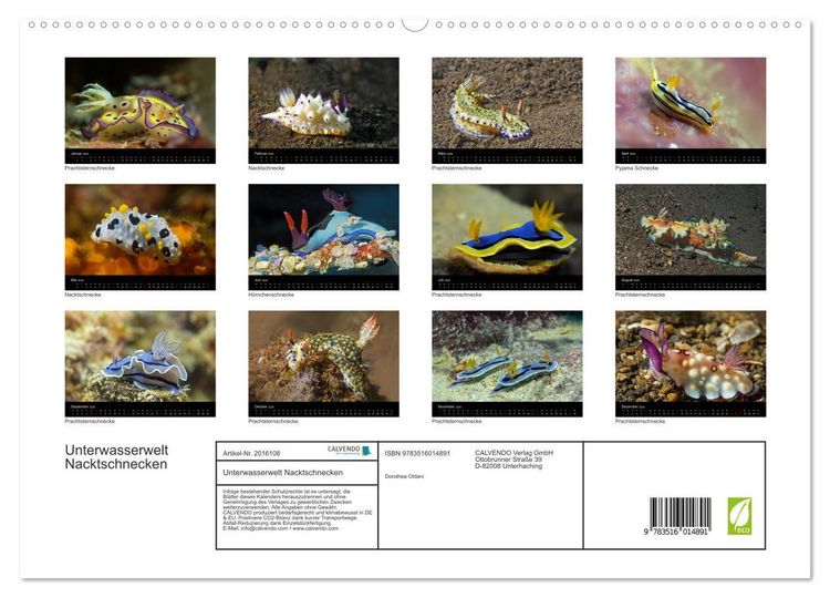 Produktbild: Unterwasserwelt Nacktschnecken (hochwertiger Premium Wandkalender 2026 DIN A2 quer), Kunstdruck in Hochglanz