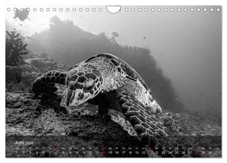 Produktbild: Schildkr&ouml;ten des Ozeans (Wandkalender 2026 DIN A4 quer), CALVENDO Monatskalender
