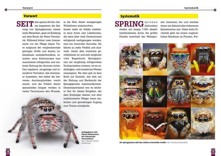 Produktbild: Springspinnen