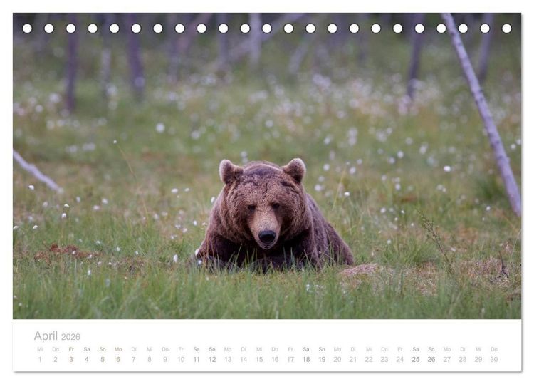 Produktbild: Braunb&auml;ren - pelzige Riesen in Finnlands W&auml;ldern (Tischkalender 2026 DIN A5 quer), CALVENDO Monatskalender