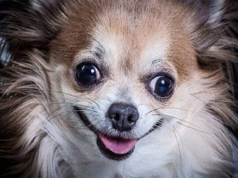 Produktbild: CALVENDO Puzzle Lachender Chihuahua | 1000 Teile Lege-Gr&ouml;&szlig;e 64x48cm Foto-Puzzle f&uuml;r gl&uuml;ckliche Stunden