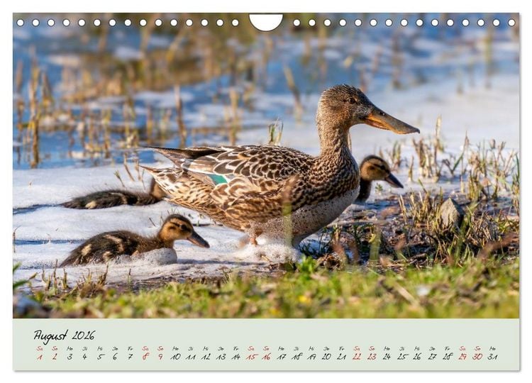 Produktbild: Brut- und Setzzeit. Neues Leben entsteht. (Wandkalender 2026 DIN A4 quer), CALVENDO Monatskalender