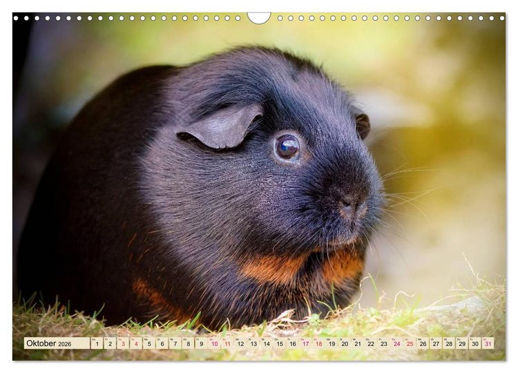 Produktbild: Meerschweinchen - so s&uuml;&szlig; (Wandkalender 2026 DIN A3 quer), CALVENDO Monatskalender
