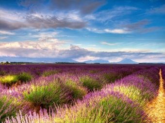 Produktbild: CALVENDO Puzzle Lavendelfelder auf dem Valensole Plateau im Sommer | 1000 Teile Lege-Gr&ouml;&szlig;e 64x48cm Foto-Puzzle f&uuml;r gl&uuml;ckliche Stunden