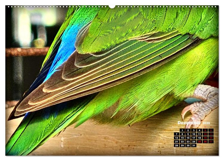 Produktbild: Die Unzertrennlichen (hochwertiger Premium Wandkalender 2026 DIN A2 quer), Kunstdruck in Hochglanz