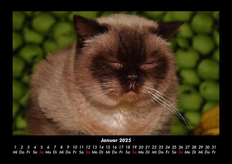 Produktbild: F&uuml;r Katzenfreunde 2025 Fotokalender DIN A3