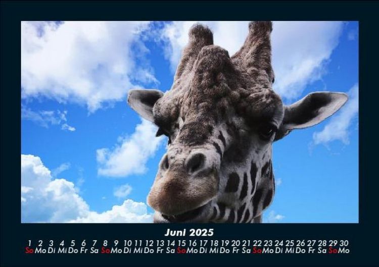 Produktbild: Giraffen 2025 Fotokalender DIN A5