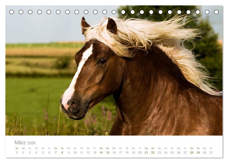 Produktbild: Faszination und Vielfalt - Schwarzw&auml;lder Kaltblut (Tischkalender 2026 DIN A5 quer), CALVENDO Monatskalender