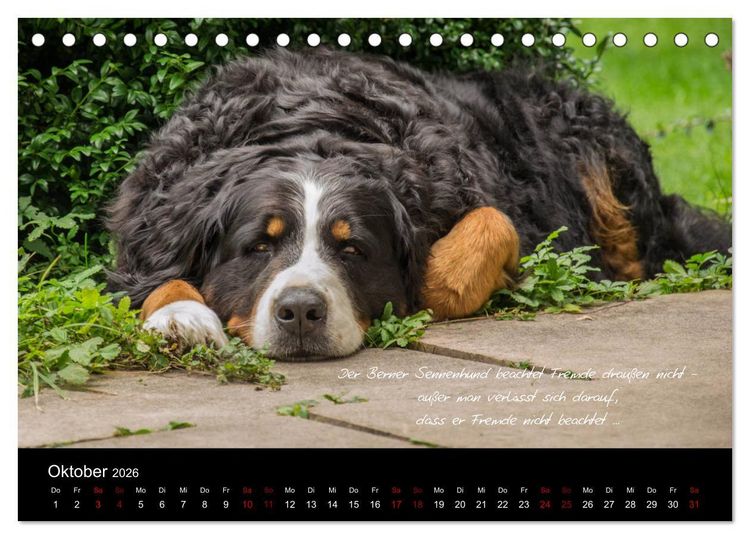 Produktbild: So ist er. Der Berner Sennenhund (Tischkalender 2026 DIN A5 quer), CALVENDO Monatskalender