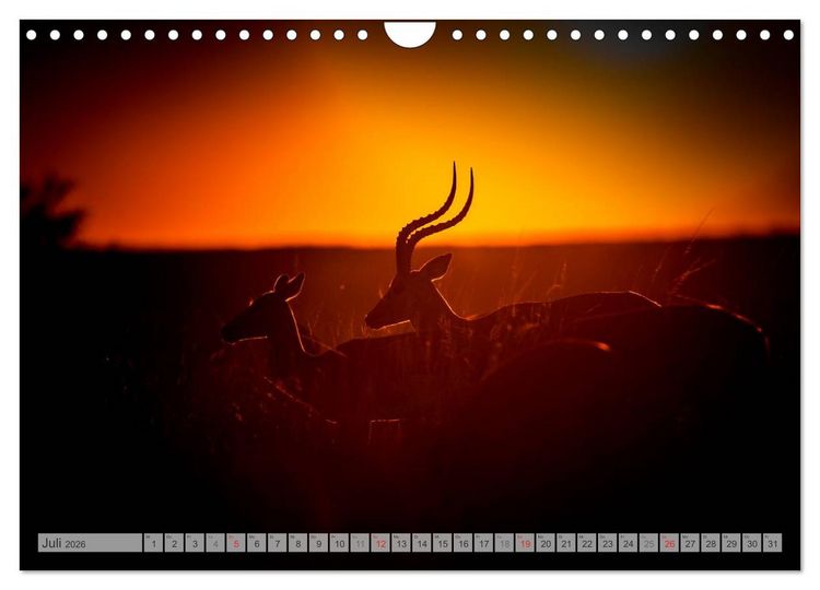 Produktbild: Emotionale Momente: Afrika Wildlife Part 2 / CH-Version (Wandkalender 2026 DIN A4 quer), CALVENDO Monatskalender