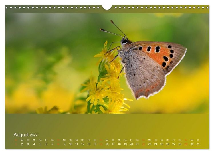 Produktbild: Falter, K&auml;fer und Co.faszinierend, doch extrem gef&auml;hrdet (Wandkalender 2027 DIN A3 quer), CALVENDO Monatskalender