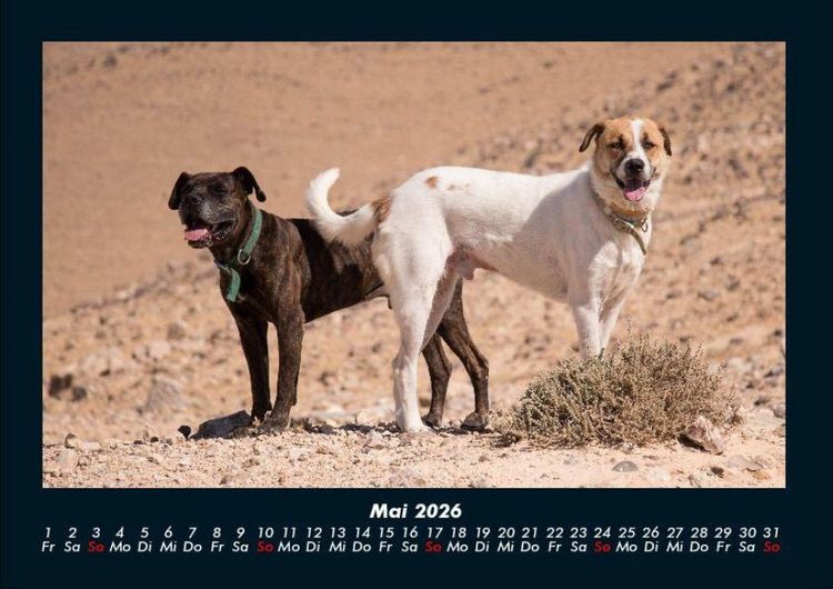Produktbild: Hunde 2026 Fotokalender DIN A4