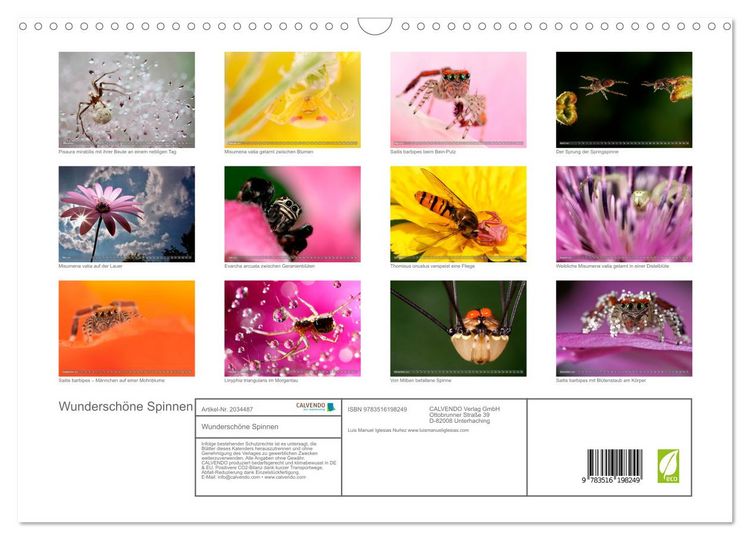 Produktbild: Wundersch&ouml;ne Spinnen (Wandkalender 2026 DIN A3 quer), CALVENDO Monatskalender