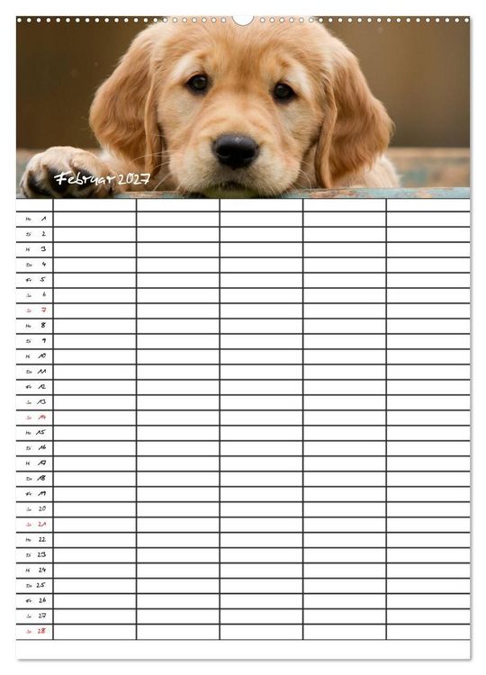 Produktbild: Familienplaner: Golden Retriever Welpen (Wandkalender 2027 DIN A2 hoch), CALVENDO Monatskalender