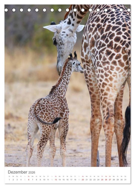 Produktbild: Magie des Augenblicks - Giraffen - Riesen der Savanne (Tischkalender 2026 DIN A5 hoch), CALVENDO Monatskalender