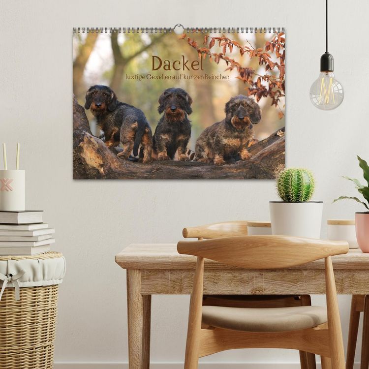 Produktbild: Dackel - lustige Gesellen auf kurzen Beinchen (Wandkalender 2026 DIN A3 quer), CALVENDO Monatskalender