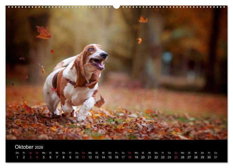 Produktbild: Der Basset, eine LANGE und besondere Liebe (Wandkalender 2026 DIN A2 quer), CALVENDO Monatskalender