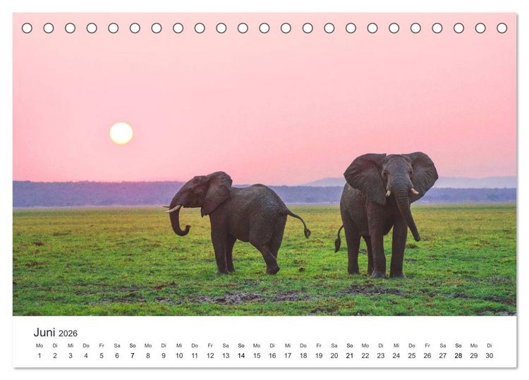 Produktbild: Safari durch Afrika (Tischkalender 2026 DIN A5 quer), CALVENDO Monatskalender