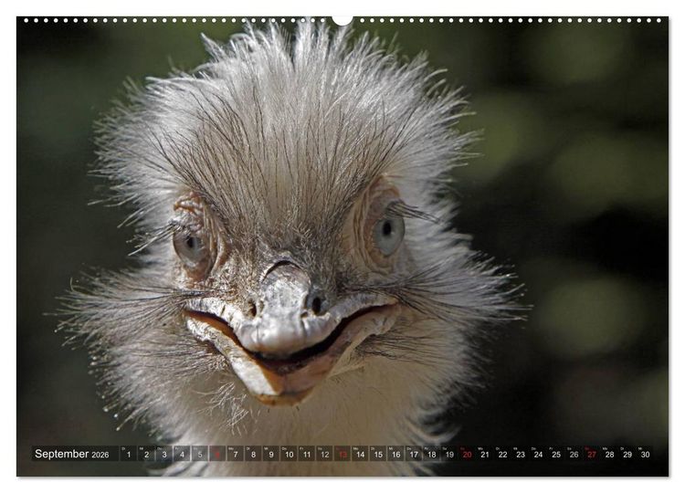 Produktbild: Strau&szlig; & Co. (Wandkalender 2026 DIN A2 quer), CALVENDO Monatskalender