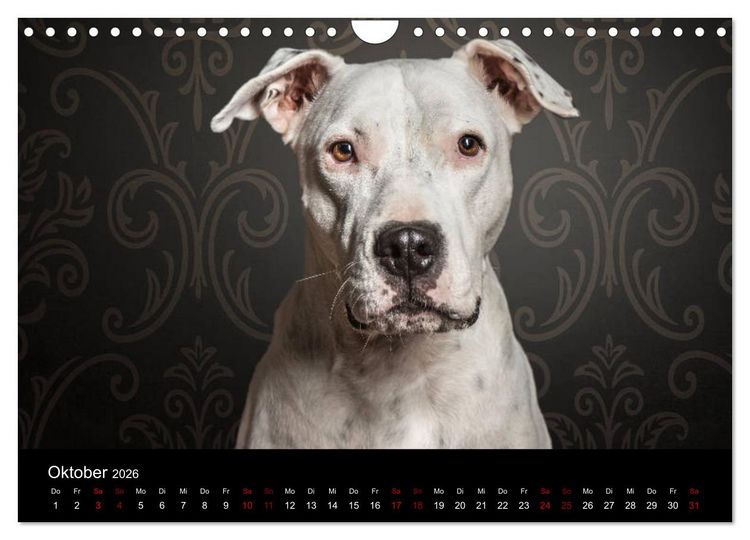 Produktbild: DOGO ARGENTINO (Wandkalender 2026 DIN A4 quer), CALVENDO Monatskalender