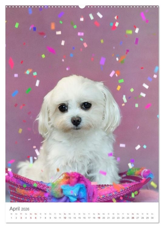 Produktbild: Maltipoo - Malteser - Pudel 2026 (Wandkalender 2026 DIN A2 hoch), CALVENDO Monatskalender