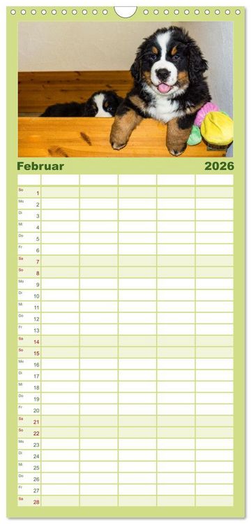 Produktbild: Familienplaner 2026 - Berner Sennenhund Welpen - Bezaubernde Pl&uuml;schb&auml;rchen mit 5 Spalten (Wandkalender, 21 x 45 cm) CALVENDO