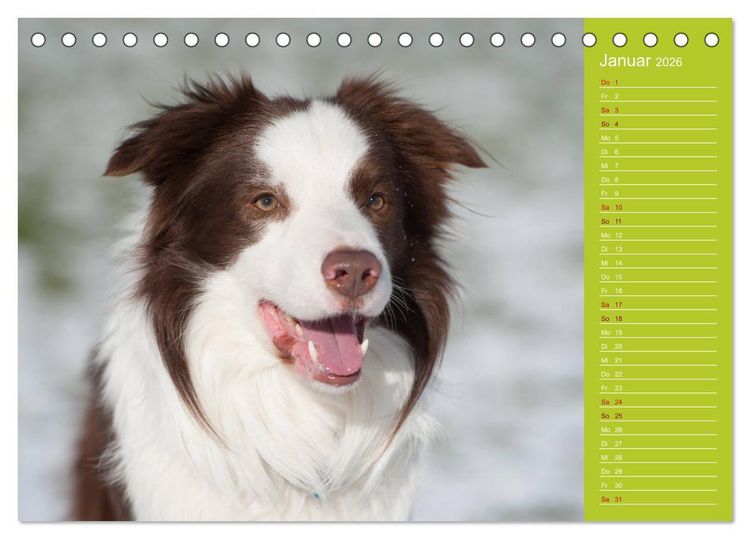 Produktbild: Border Collies - nicht nur schwarzwei&szlig; (Tischkalender 2026 DIN A5 quer), CALVENDO Monatskalender