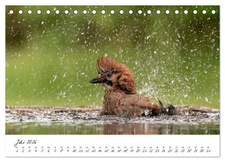 Produktbild: Heimische Vogelwelt (Tischkalender 2026 DIN A5 quer), CALVENDO Monatskalender