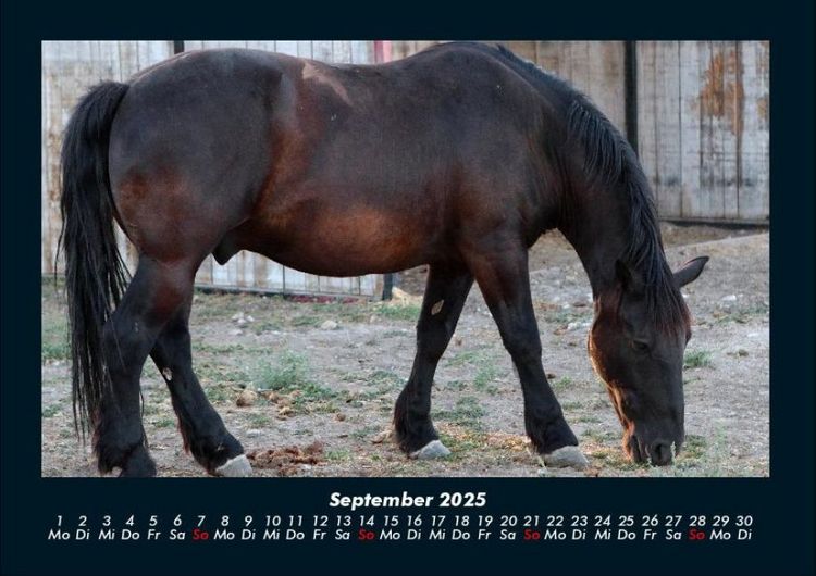 Produktbild: Pferdetraum 2025 Fotokalender DIN A4