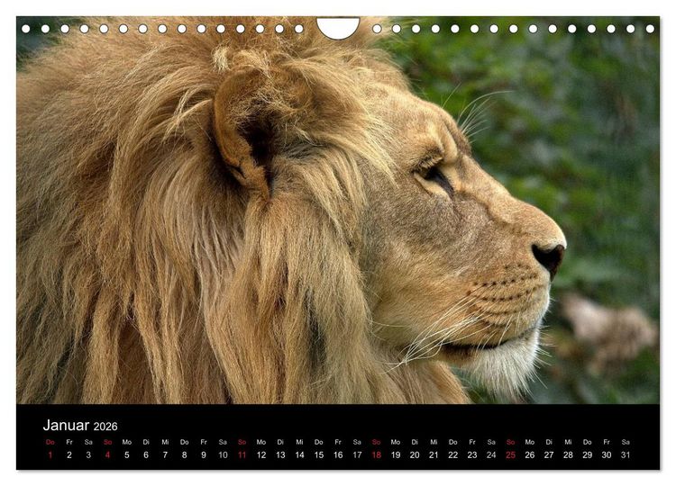 Produktbild: L&ouml;wen (Wandkalender 2026 DIN A4 quer), CALVENDO Monatskalender