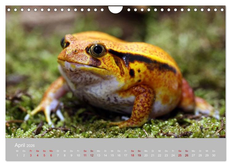 Produktbild: Terrarientiere (Wandkalender 2026 DIN A4 quer), CALVENDO Monatskalender