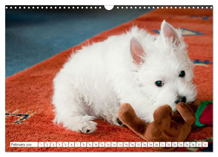 Produktbild: West Highland White Terrier - Your charming companion (Wall Calendar 2026 DIN A3 landscape), CALVENDO 12 Month Wall Calendar