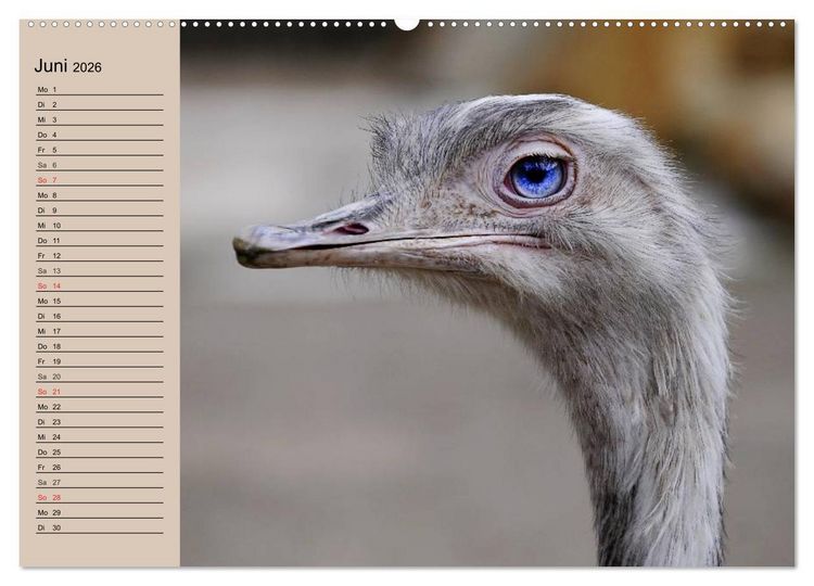 Produktbild: Vogel Strau&szlig;. Imposanter Riese und L&auml;ufer (hochwertiger Premium Wandkalender 2026 DIN A2 quer), Kunstdruck in Hochglanz